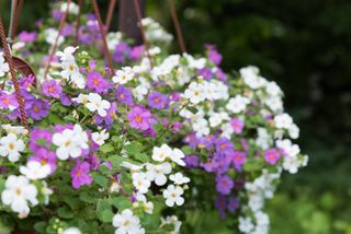 pink and purple bacopa flowers in hanging baskets