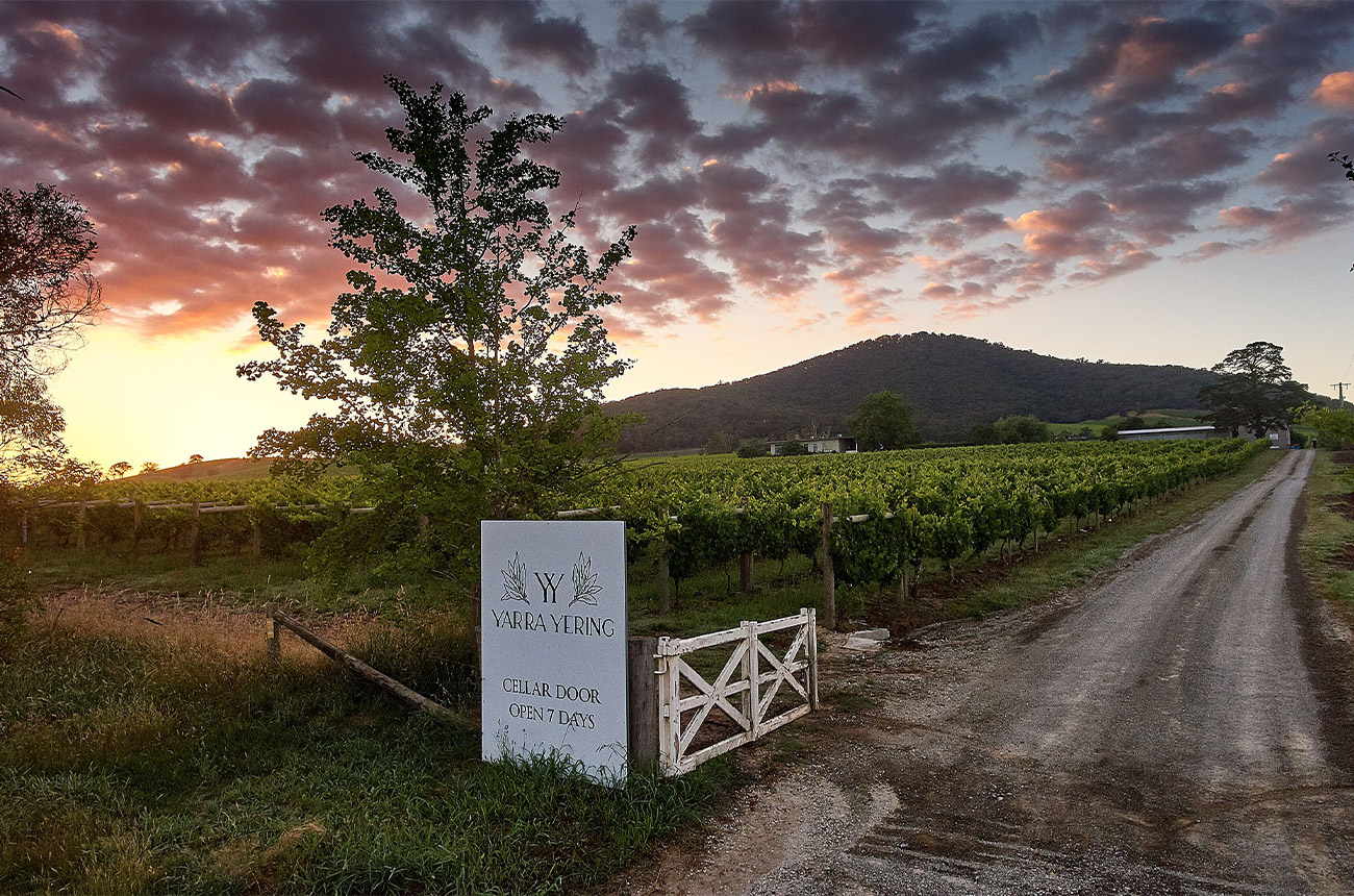 Vineyards at Yarra Yering, in Yarra Valley where cool-climate Chardonnay is produced.
