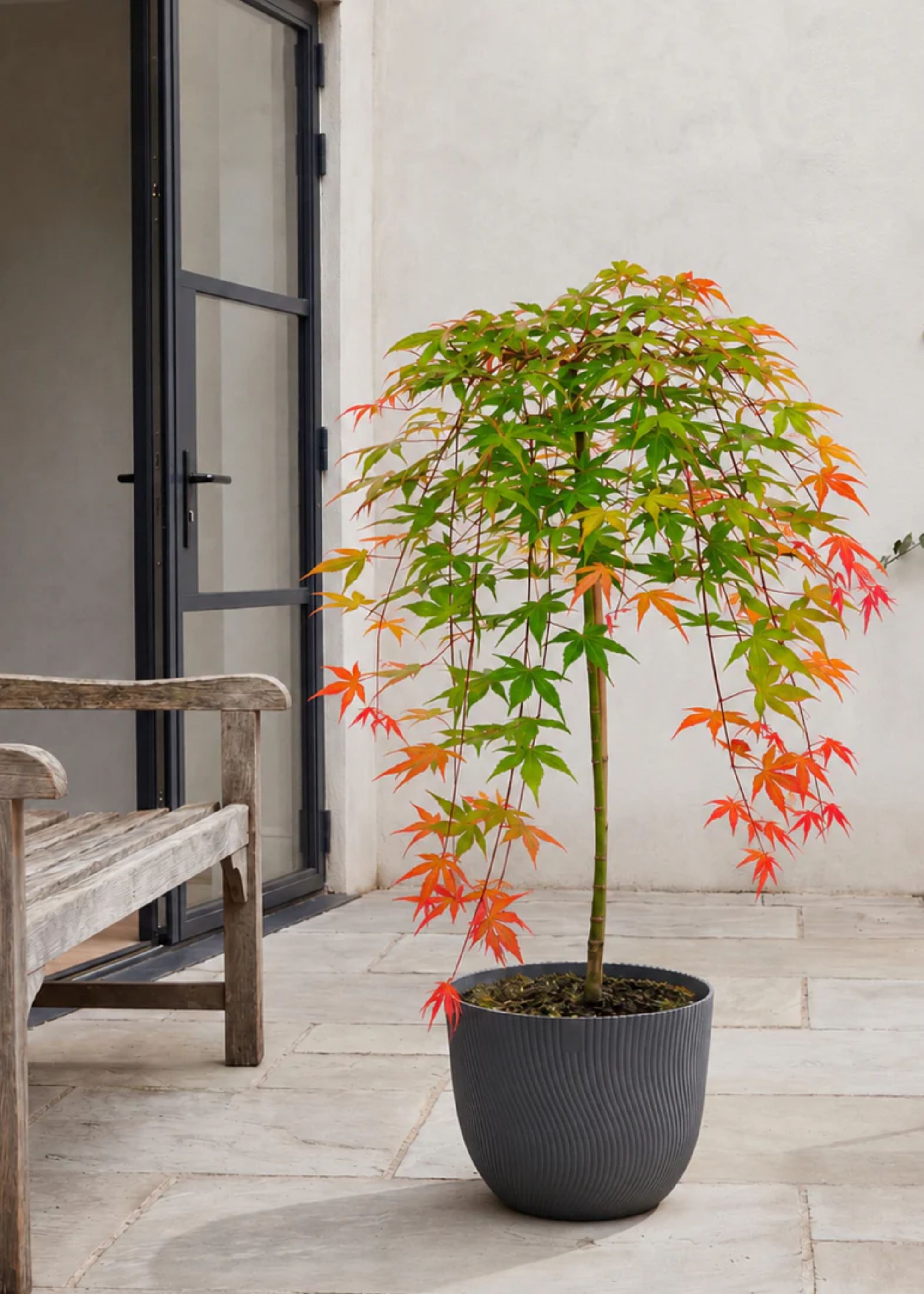 A potted Japanese maple in a ribbed planter