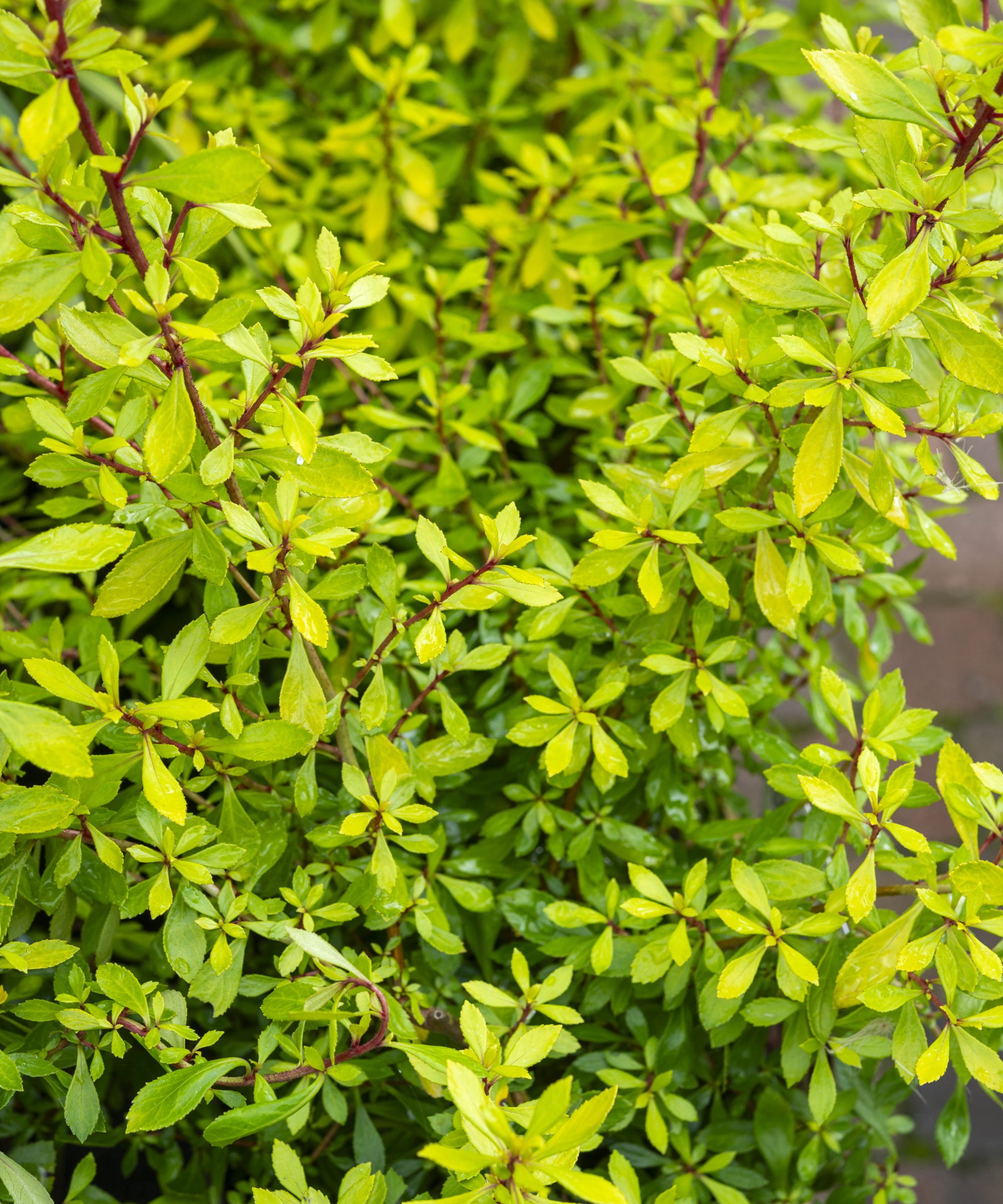 An evergreen escallonia shrub with lime green leaves and red stems