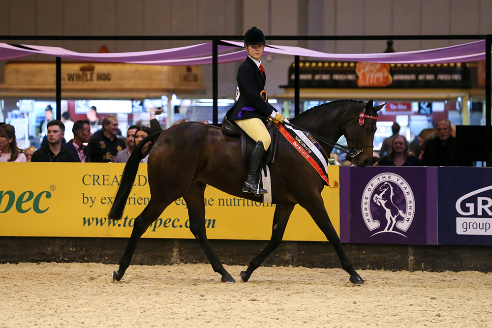 SEIB Search For A StarHack &amp;amp; Riding Horse