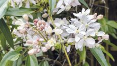 The white flowers and pink buds of a Clematis armandii 
