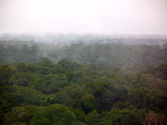 The Amazon rainforest.