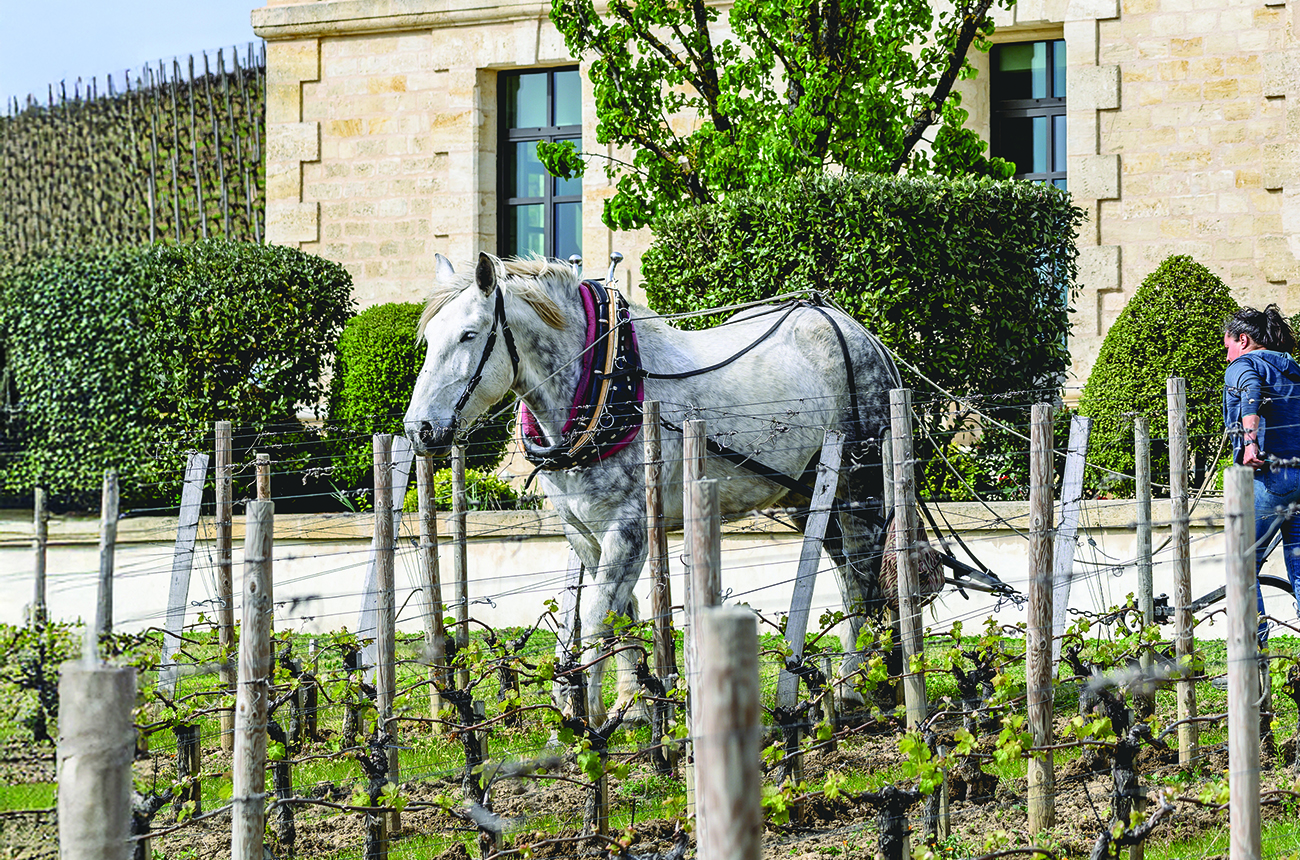 Equine-working-of-the-soils-at-Pavie.-Credit-Sebastien-Duverge.jpg