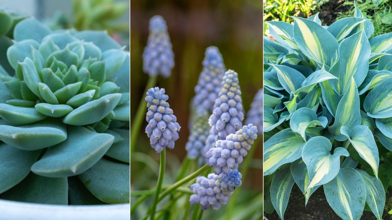 Best teal plants