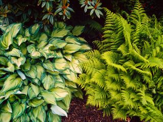 Hosta fortunei 'Aurea marginata' and fern Dryopteris