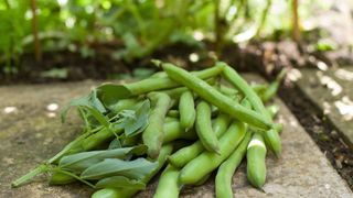 harvested 'Aquadulce Claudia' broad beans