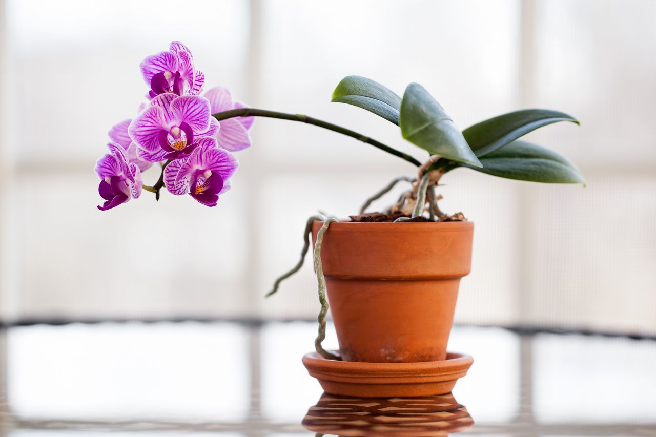 Purple orchid in terracotta pot in bright and light room