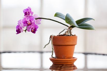 Purple orchid in terracotta pot in bright and light room