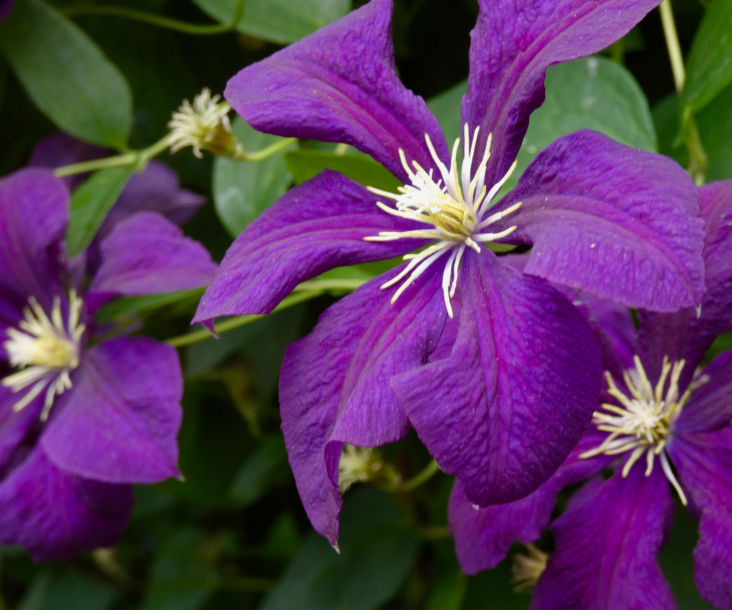 deep purple clematis flowers