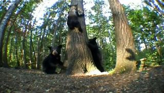 American black bears