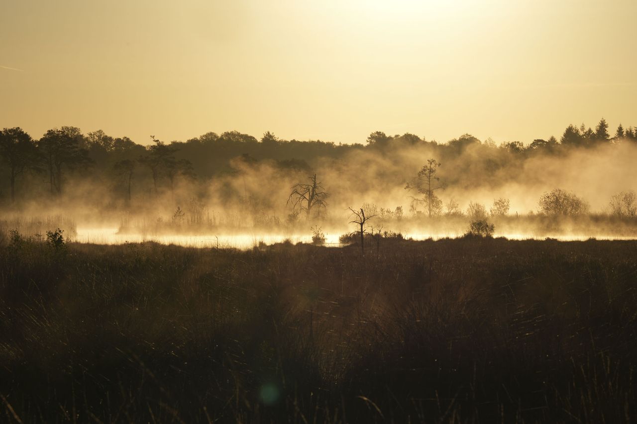 A common at first light, there's mist above a lake illuminated by the rising sun