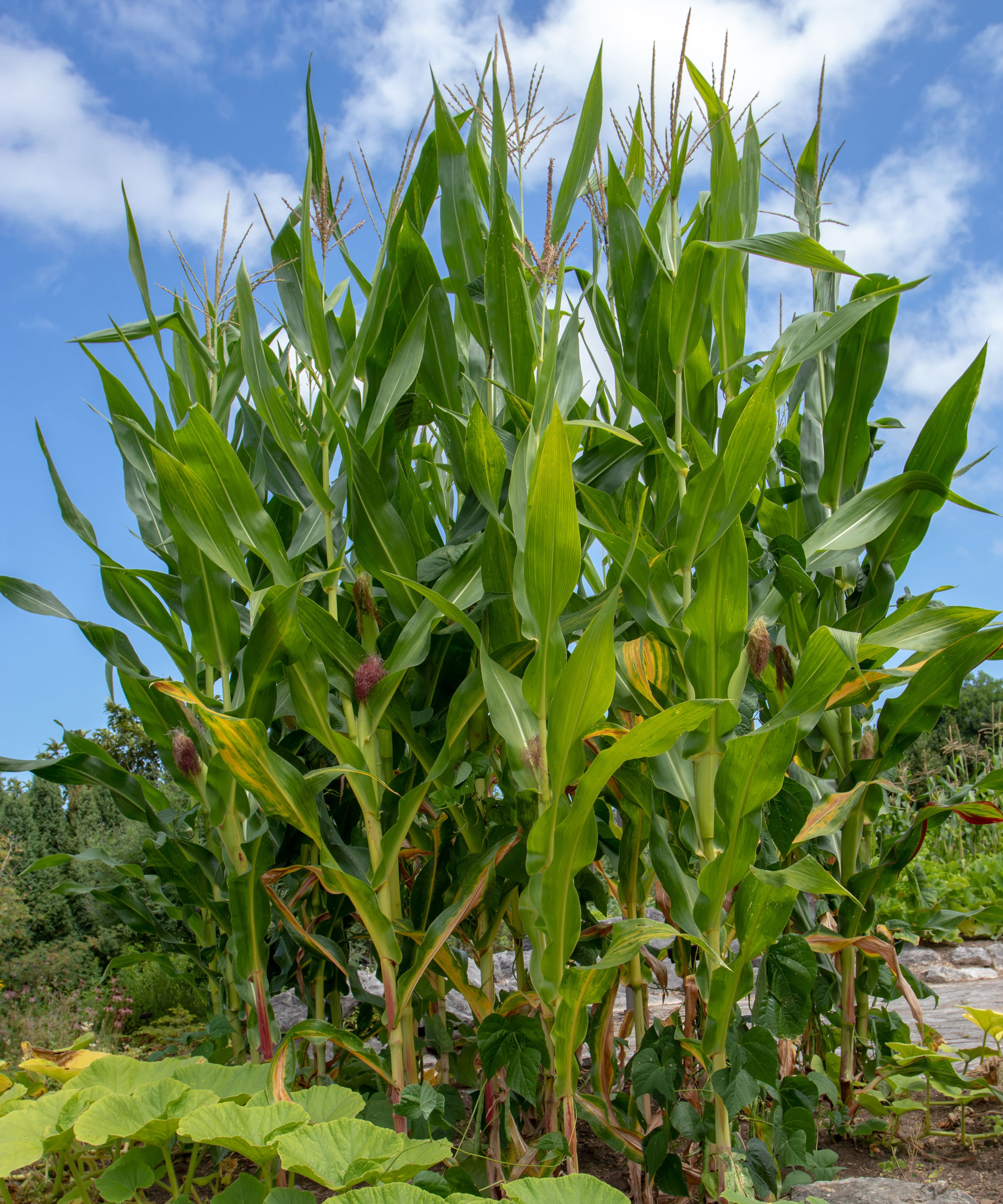 beans and corn plants growing with squash in veg patch as three sisters planting
