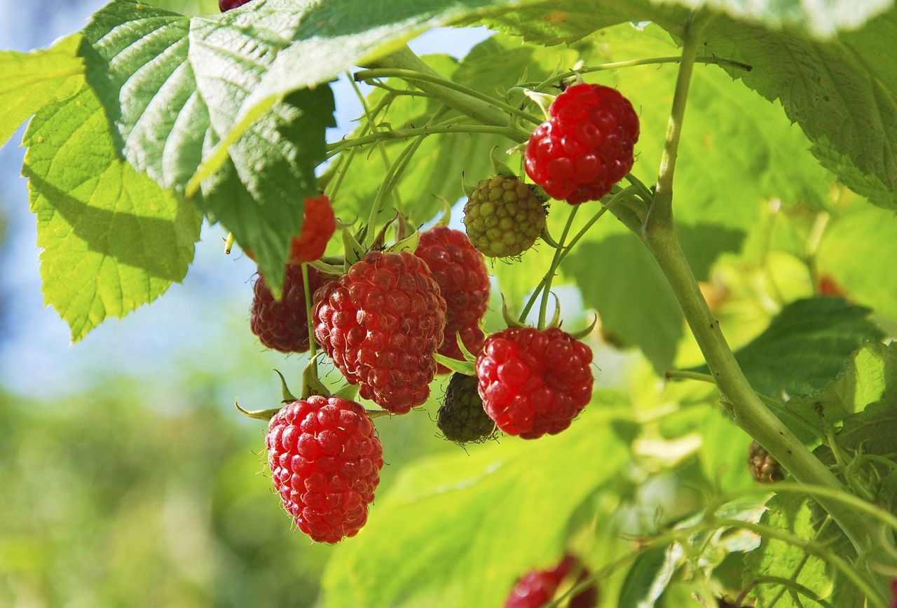 Raspberry Plant