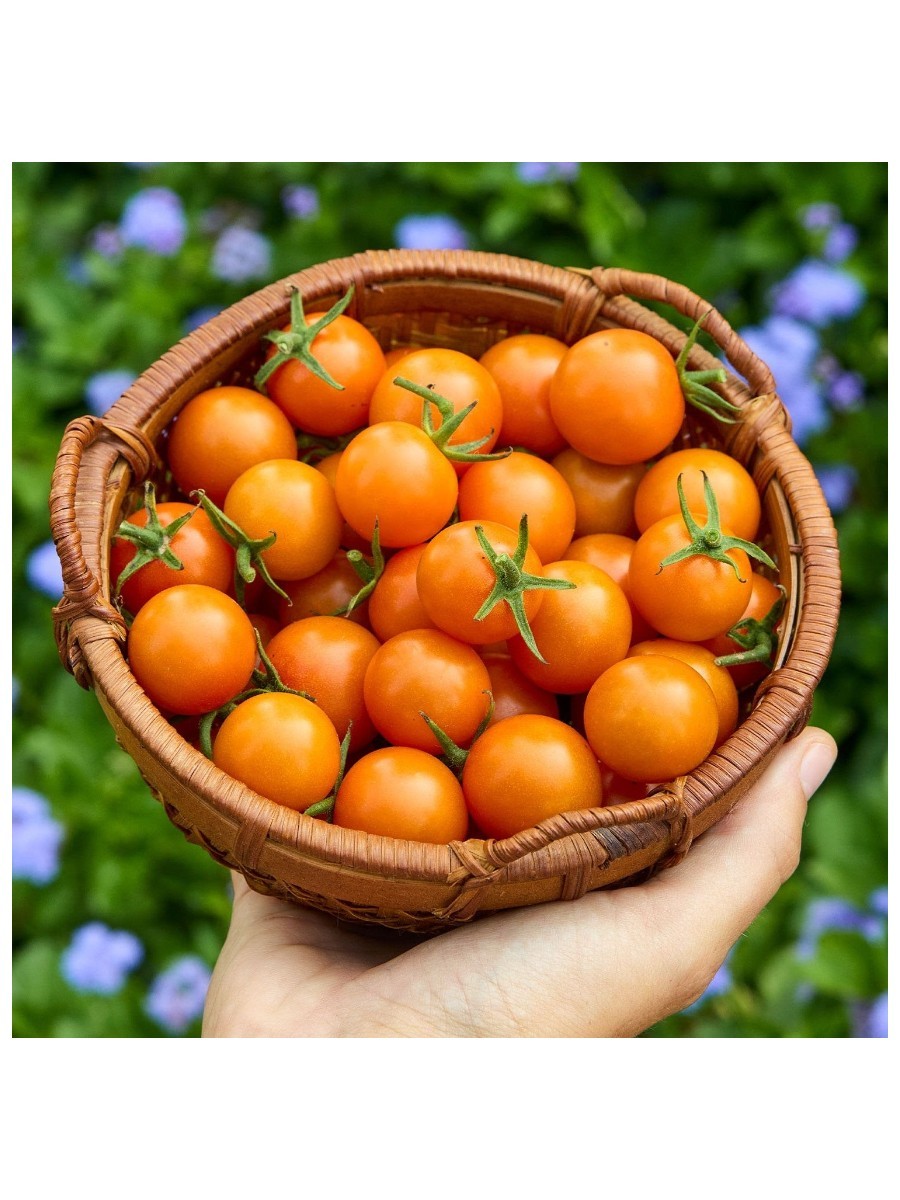 A hand holds a small basket of yellow cherry tomatoes
