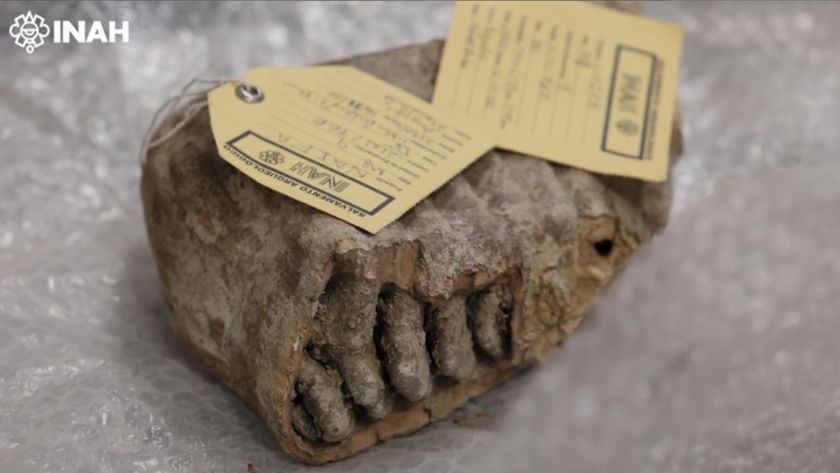 Mammoth molar tagged.