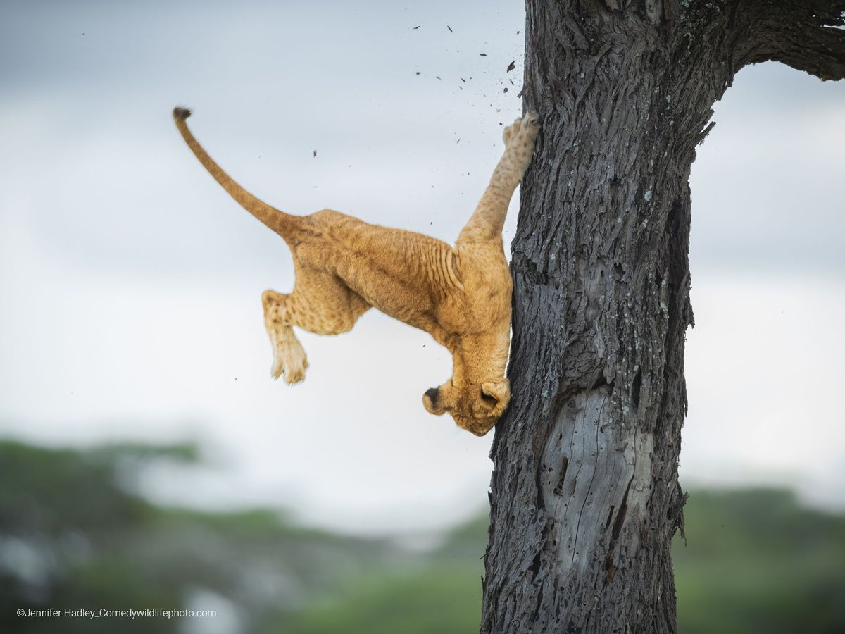 Comedy Wildlife Photo Awards 2022