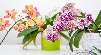 potted orchids