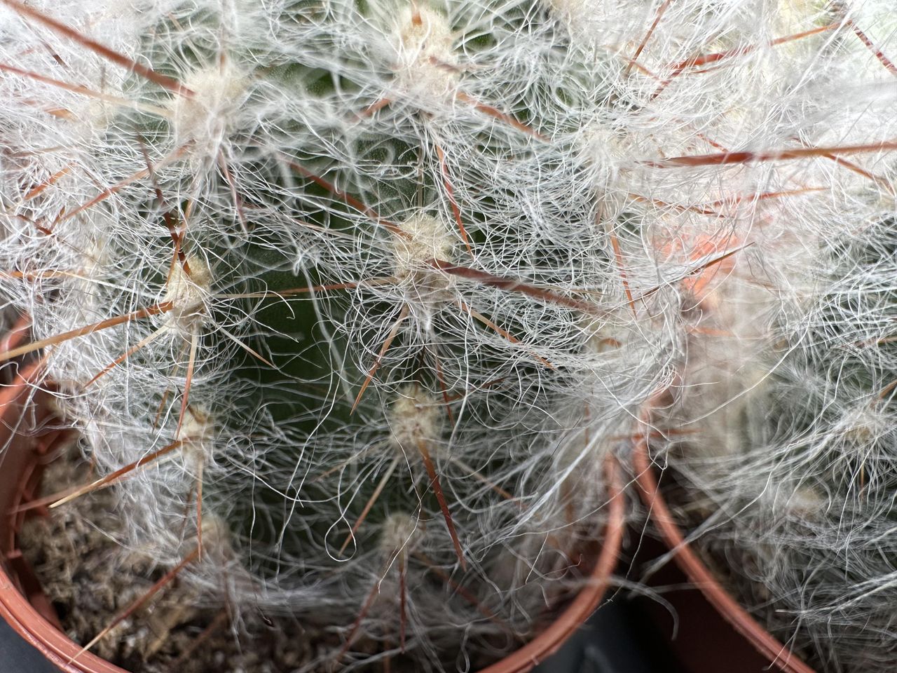 iPhone 14 Pro Max camera sample cactus macro