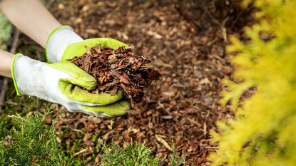 mulching borders