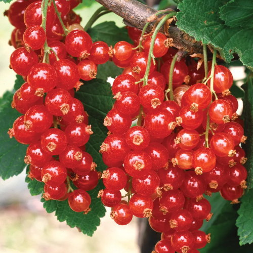 Red Lake Redcurrant