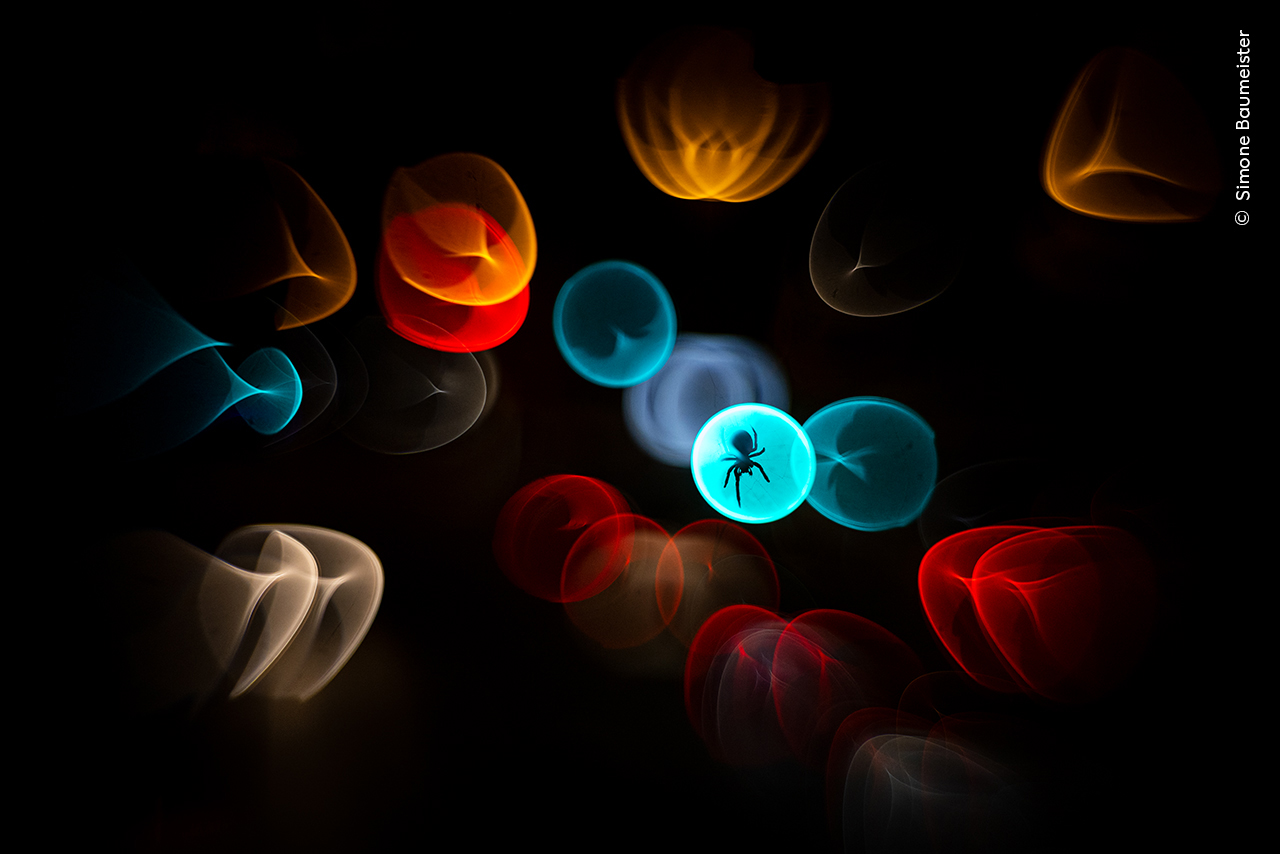 A silhouette of a spider is centered against an abstract background of colorful bokeh lights in blue, red, yellow, and white, creating a dreamy, surreal atmosphere