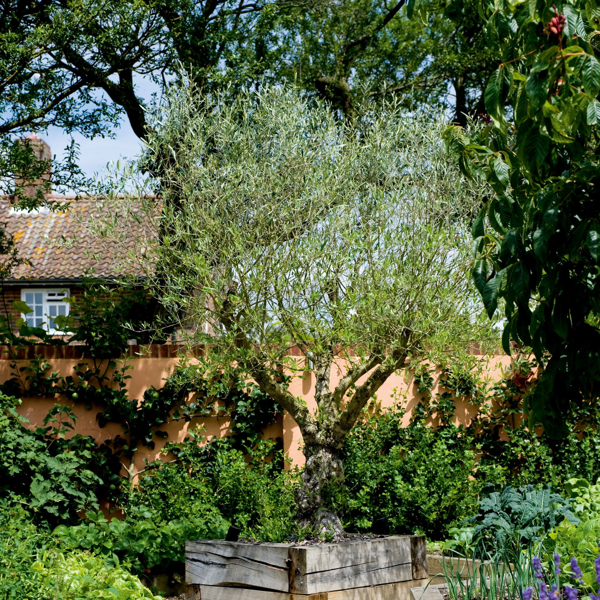 A tree at the back of a garden