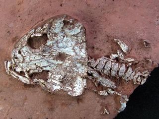 The partial skeleton of Timonya anneae, an amphibian that lived in the tropical lakes of ancient Brazil about 278 million years ago.
