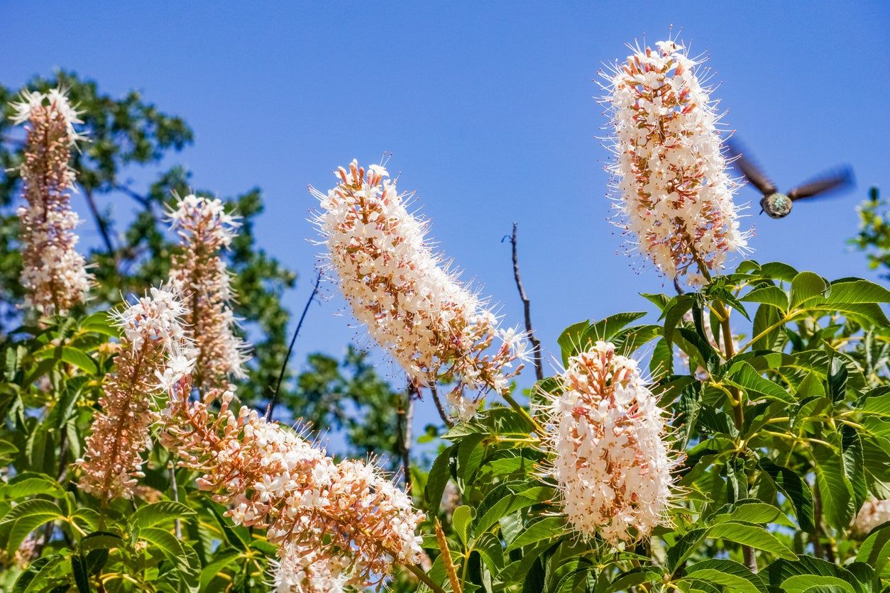 California Buckeye Tree