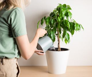 A woman waters a ficus plant with a watering can