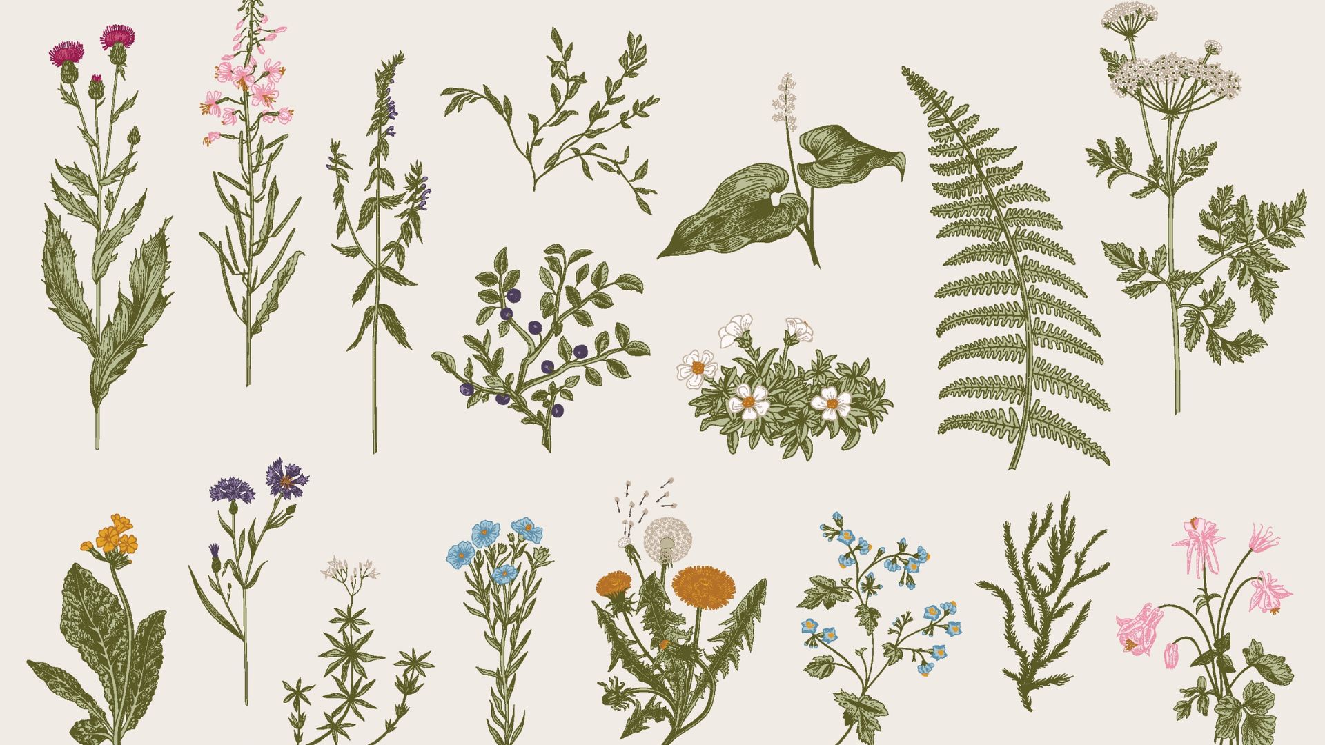 Botanical art illustrations