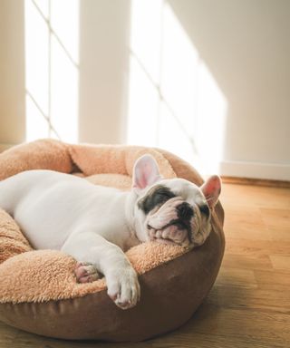 A white French bulldog sleeping in a dog bed on a wooden floor with sun coming into the room