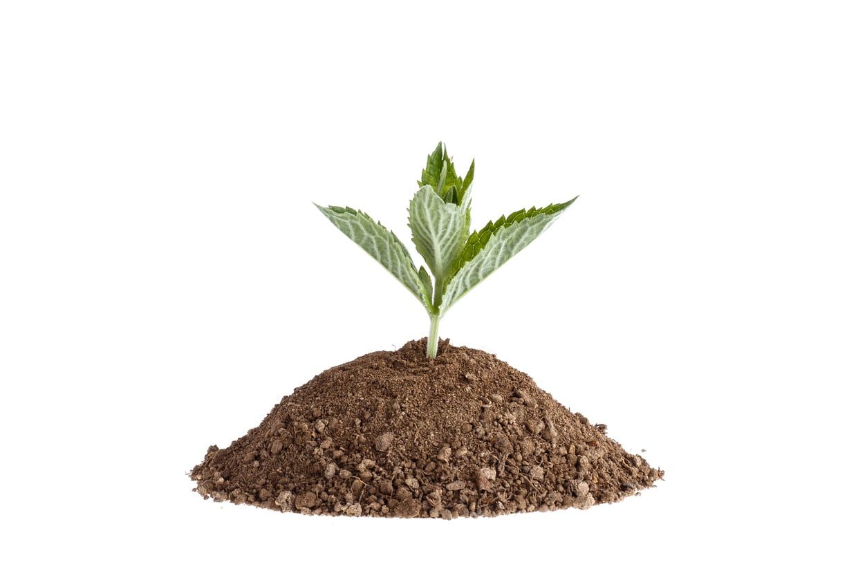 Mint Seedling In Tiny Pile Of Soil