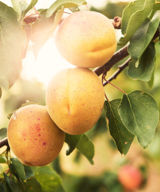 Close-Up Of Apricot Tree