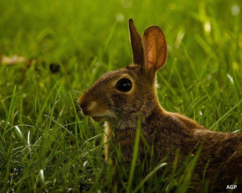 Rabit In Green Grass