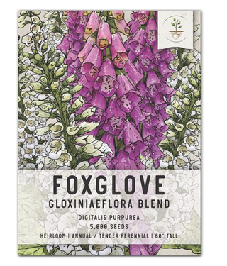 packet of foxglove seeds