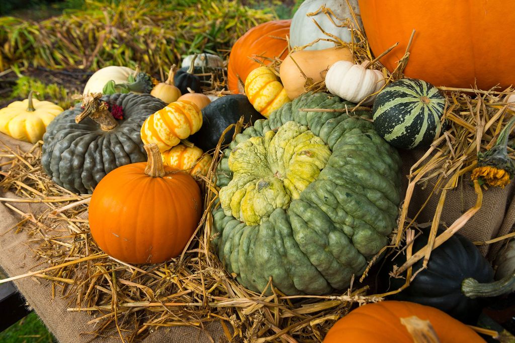 Best Way To Cut A Pumpkin Off The Vine