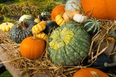 How-to-grow-pumpkins-FEATURED-RHS_Adam-Duckworth