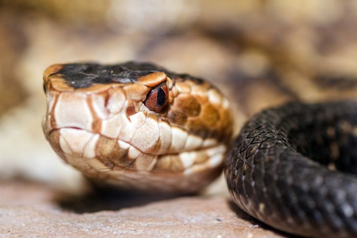 Facts About Water Moccasin (Cottonmouth) Snakes | Live Science