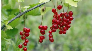 Redcurrants in garden