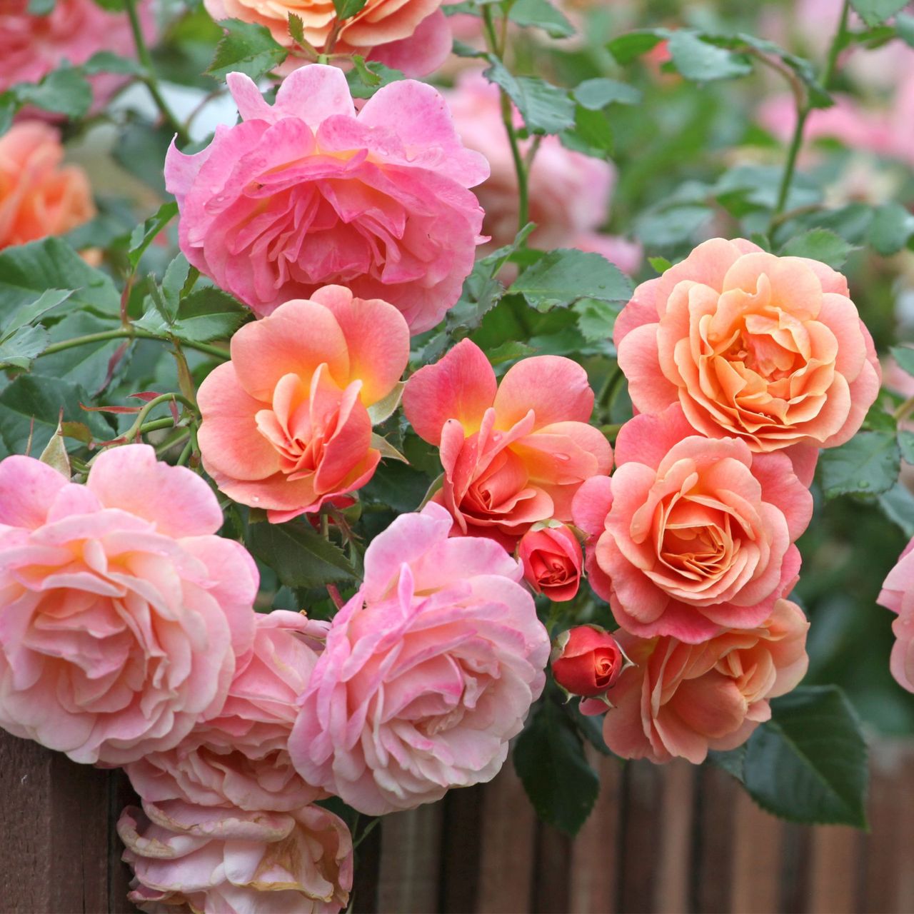 What to do with roses in June – the 5 easy tasks to never skip for bigger, better blooms all summer long