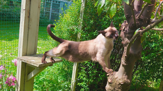 Cat inside an outdoor enclosure, stretching from a wooden perch to a tree trunk
