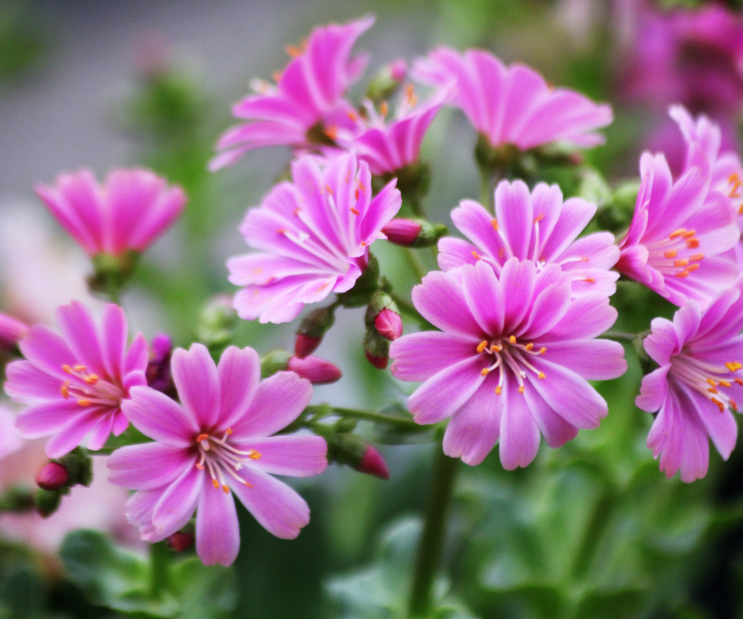 Lewisia