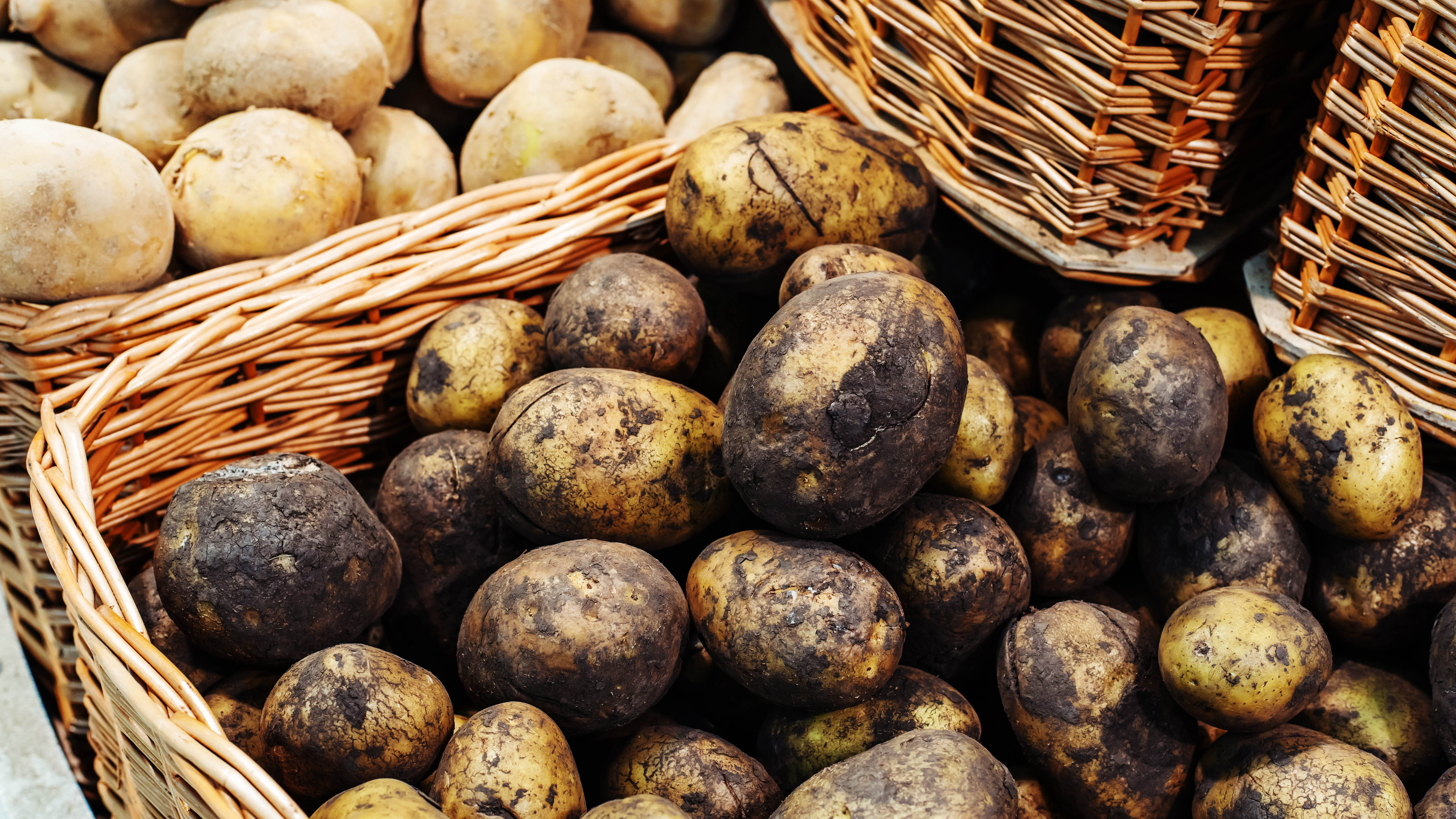 Dirty potatoes piled up in a basket