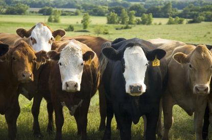 Study: Beef impacts the environment more than poultry, pork