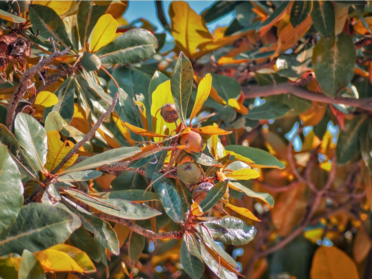 Indian Almond Trees