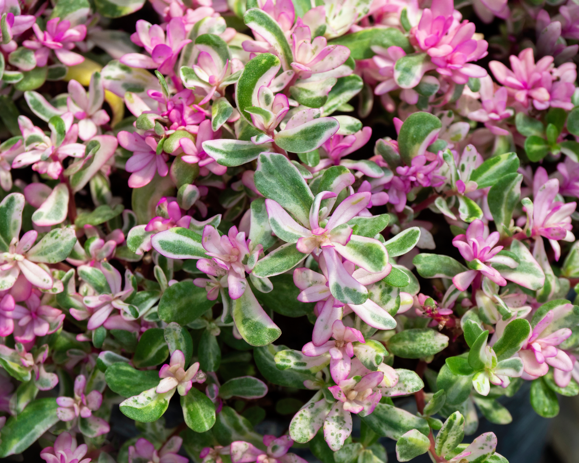 Sedum spurium leaves