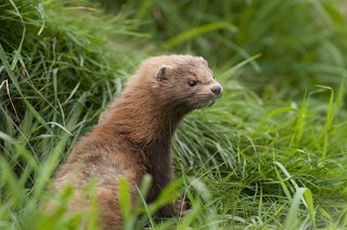 American mink