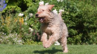 Otterhound running in garden towards camera