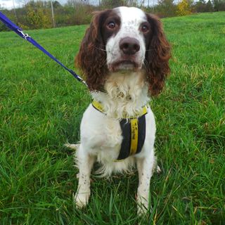 Dogs Trust Patrick the springer spaniel 2